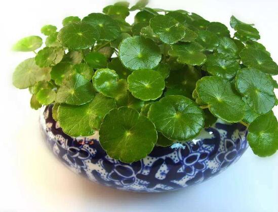 銅錢草的養(yǎng)殖方法和注意事項，老農(nóng)總結(jié)八大基本方法