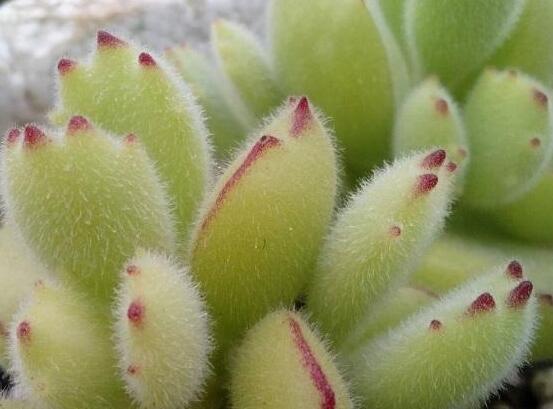 熊童子用什么土，腐葉土、園土、沙土最為合適