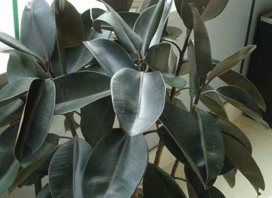 橡皮樹的扦插方法，做好四大步驟成活率百分百