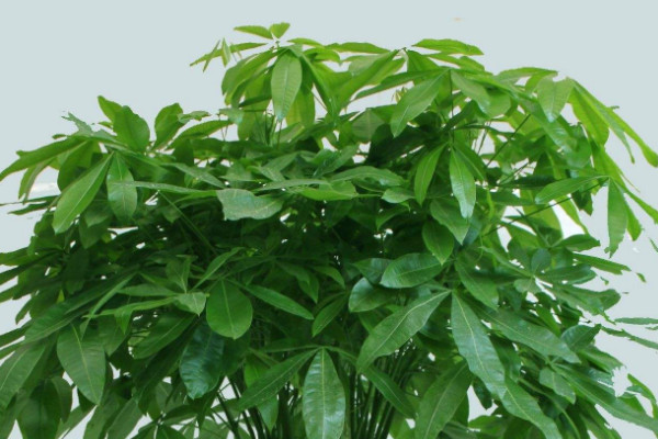 金錢樹和發(fā)財(cái)樹的區(qū)別