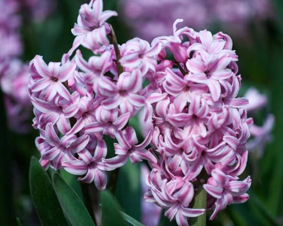 風(fēng)信子怎么施肥吸收效果最好，推薦兩種最見效的吸肥方法