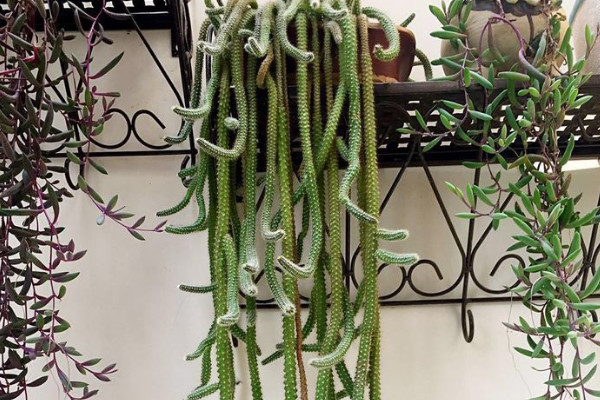 毛毛蟲仙人掌怎么養(yǎng)