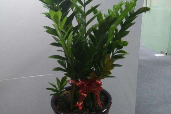 水培金錢(qián)樹(shù)扦插方法