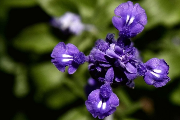 薰衣草的花語(yǔ)是什么，等待愛(ài)情/幸福長(zhǎng)久等