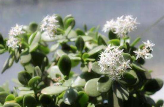 怎么讓玉樹(shù)開(kāi)花，做好這六個(gè)要點(diǎn)便可花開(kāi)爆盆