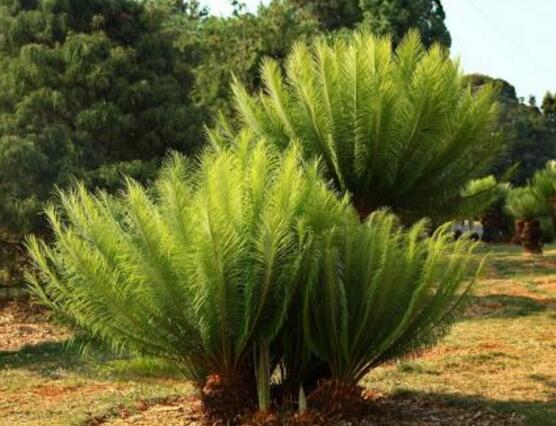 鐵樹(shù)品種，細(xì)數(shù)鐵樹(shù)最受喜愛(ài)八大品種