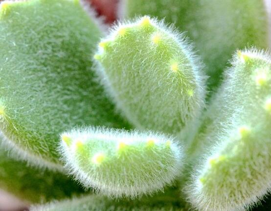 熊童子好養(yǎng)嗎，好養(yǎng)/做好五個要點生長茂盛美觀