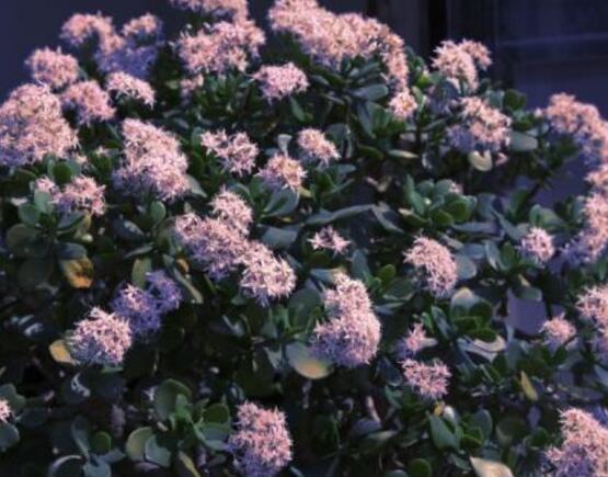 玉樹花盆景圖片大全，每個(gè)盆景都玉樹臨風(fēng)、多姿多彩