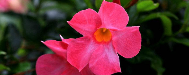 飄香藤為什么不長(zhǎng)花苞