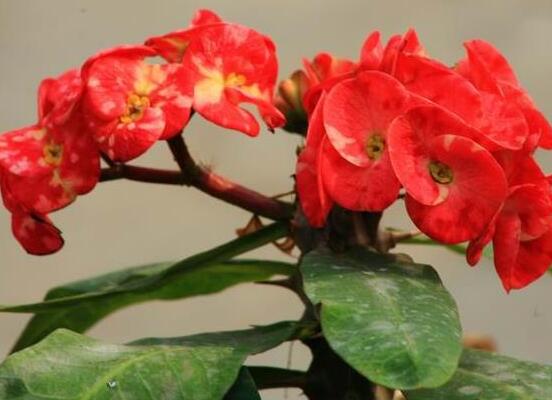 虎刺梅扦插方法，教你五個(gè)步驟扦插爆盆