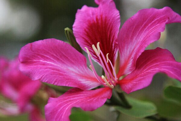 紫荊樹(shù)和紫荊花的區(qū)別