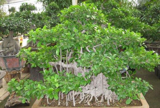 榕樹(shù)盆景放在客廳好嗎，導(dǎo)致家人生病、身體不好