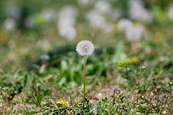 蒲公英種子的播種方法，建議在每年的春秋季播種