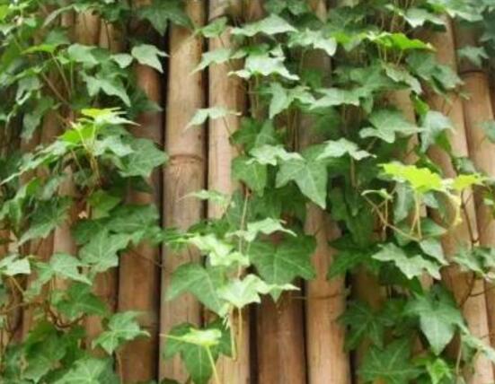 常春藤的養(yǎng)殖方法和注意事項(xiàng)，老農(nóng)總結(jié)八大基本方法