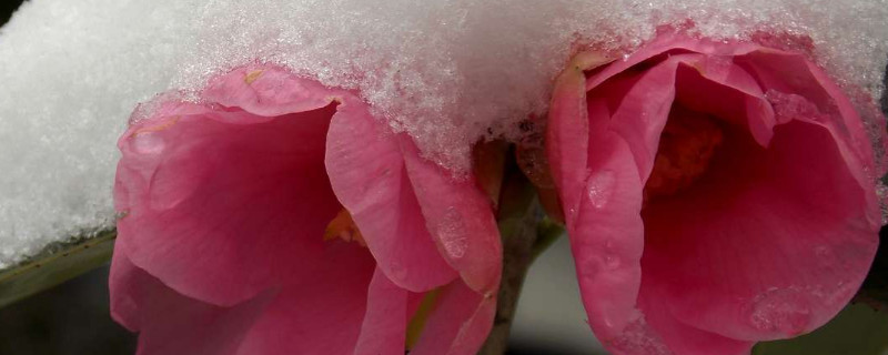 茶花春天什么時(shí)候施肥