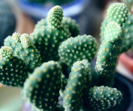 仙人掌怎么移植，用土覆蓋全根系、壓實(shí)土壤固定