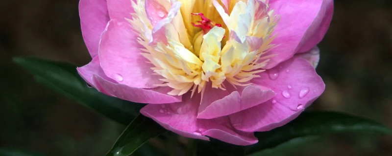 牡丹花春節(jié)開花的管理