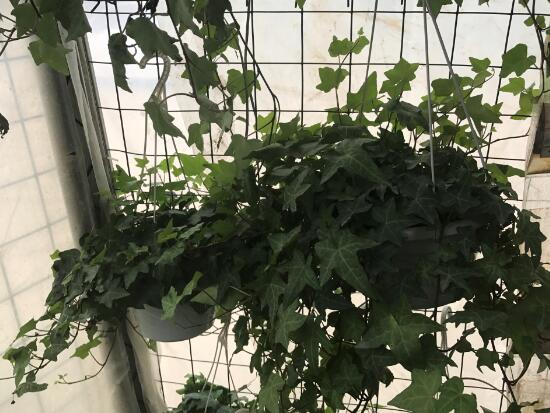 常春藤有什么風(fēng)水作用，常春藤的功效與作用