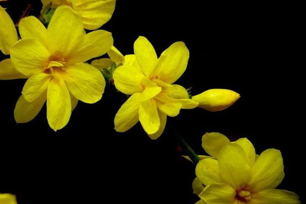 迎春花什么時(shí)候移栽