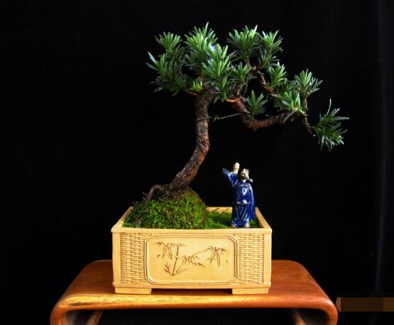 羅漢松的繁殖方法，羅漢松五大繁殖方法