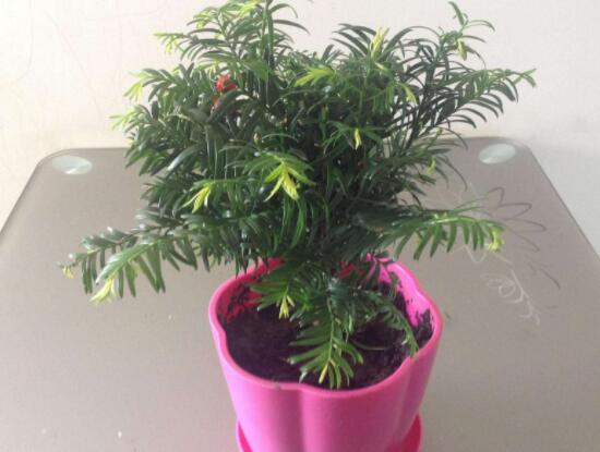 紅豆杉適合擺放在哪里，盤點(diǎn)風(fēng)水最好的五個(gè)位置