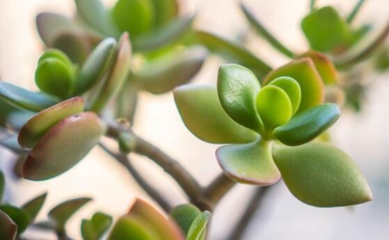 燕子掌掉葉子怎么辦，老農(nóng)教你三種最直觀解決方法