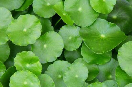 銅錢草泡水喝的作用，利尿排石、抗炎消炎