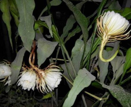 曇花怎么養(yǎng)，注意盆土是關(guān)鍵/肥水要合理