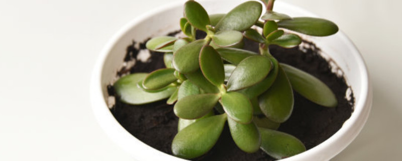 玉樹可以放在臥室里養(yǎng)嗎