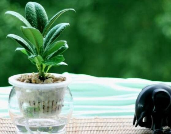 橡皮樹泡水幾天生根，最快半個(gè)月時(shí)間生長出根