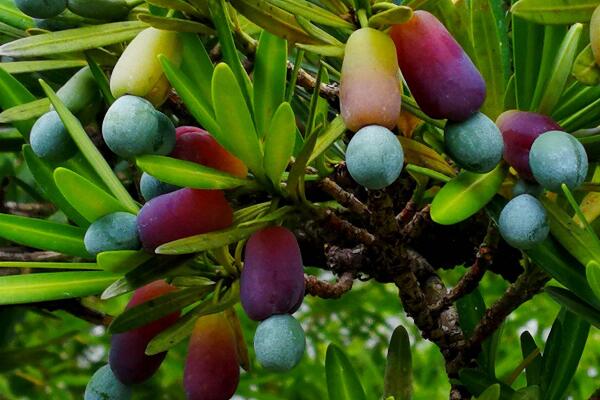 羅漢松的果實(shí)能吃嗎，果實(shí)只能吃一部分