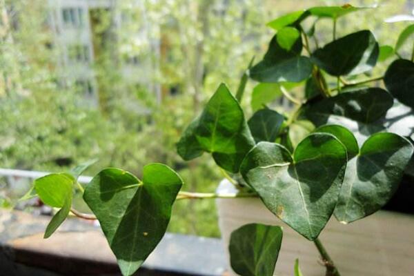常春藤黃葉子怎么辦，四種原因以及解決方法