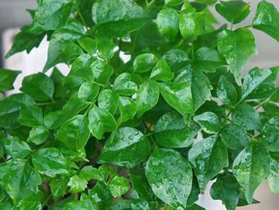 幸福樹(shù)葉子一碰就掉，教你四種原因以及解決方法