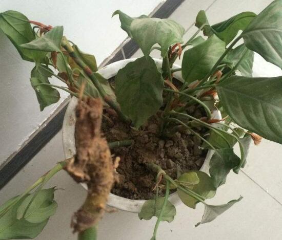 萬年青根發(fā)爛什么原因，萬年青爛根怎么辦