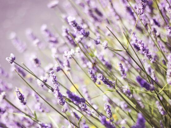 薰衣草花語(yǔ)和寓意，愛(ài)情的等待、堅(jiān)定永恒的真愛(ài)
