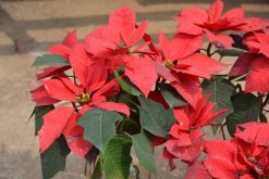 一品紅冬天怎么養(yǎng)，保證環(huán)境溫度不低于10℃