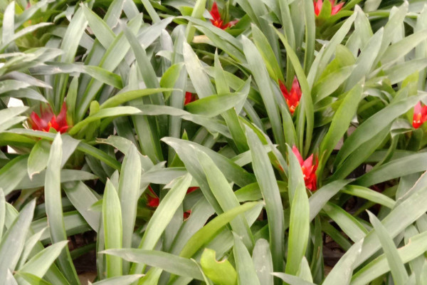 鴻運當(dāng)頭冬季怎樣過冬