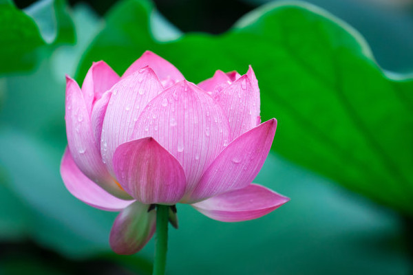 盆栽荷花怎么不開(kāi)花