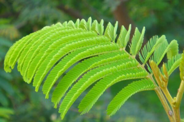 含羞草什么時候澆水，在溫度適宜的時候澆水