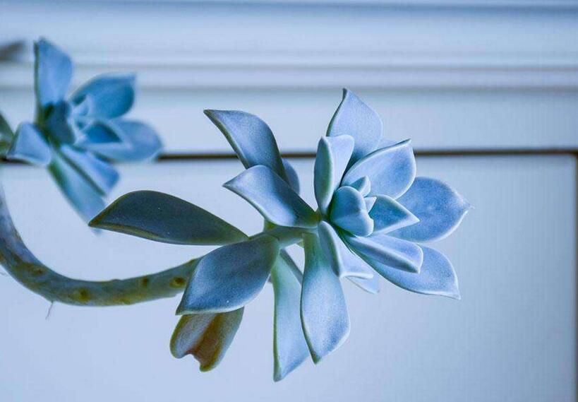 寶石花有毒嗎，無毒且對痛風(fēng)有著很好的治療效果