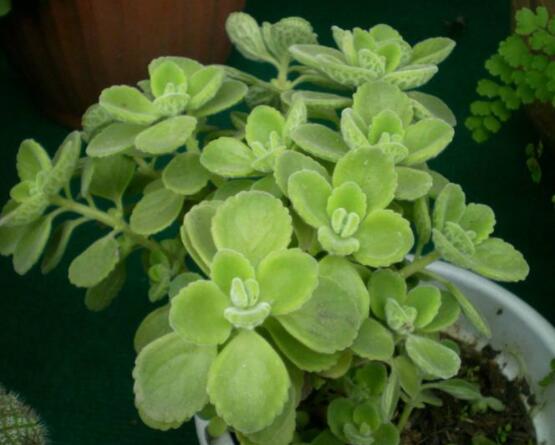 碰碰香放臥室可以嗎，可以/醒腦提神、凈化空氣、驅(qū)趕蚊蟲