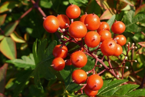 剛移栽的天竺怎么養(yǎng)