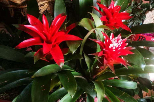 鴻運(yùn)當(dāng)頭頭斷了怎么辦