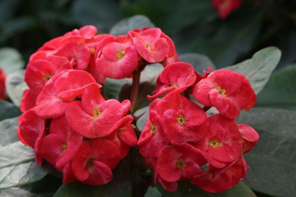 大花虎刺梅的養(yǎng)殖方法，5步教你養(yǎng)好大花虎刺梅