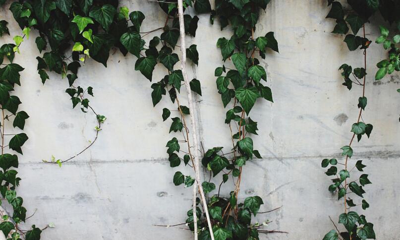 常春藤常見病害及防治，炭疽病和介殼蟲的治療方法