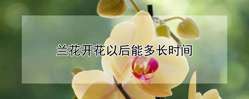蘭花開花以后能多長時(shí)間