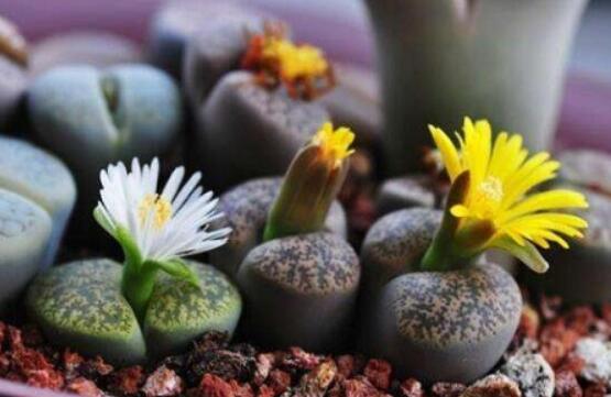 生石花怎么養(yǎng)護，做好五點生長美觀茂盛