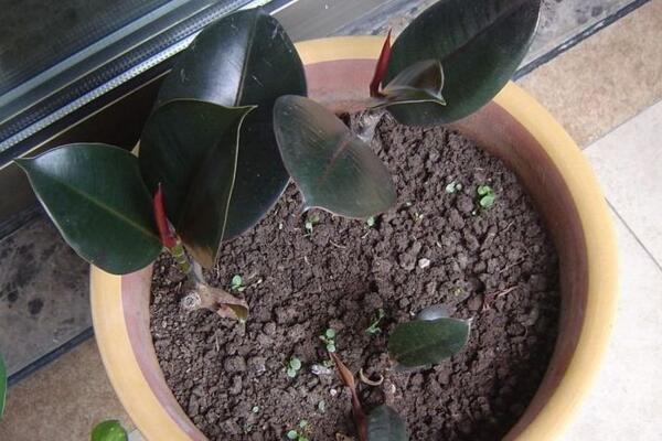 橡皮樹葉子怎么扦插，只需要簡單的幾步即可完成