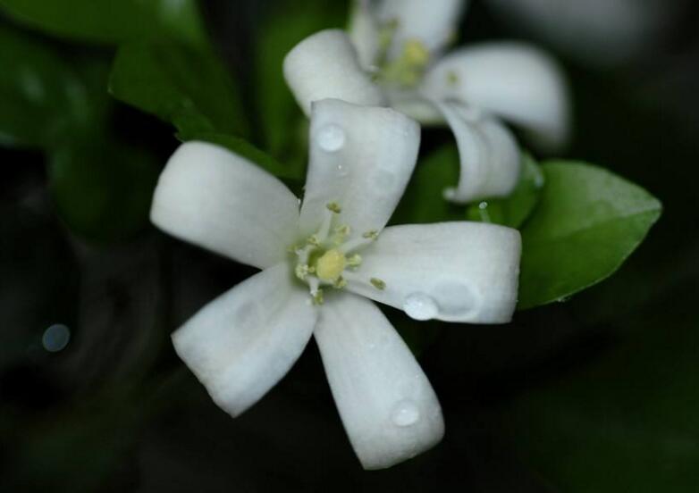 九里香花可以吃嗎，能吃/但是常被當做藥物使用