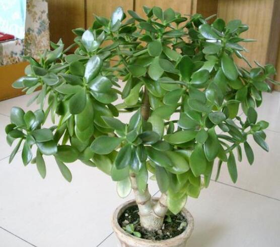 燕子掌能放在室內(nèi)養(yǎng)嗎，能/吸收有害氣體、釋放氧氣(身體健康)